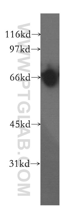 KCNS2 Rabbit anti-Human, Mouse, Rat, Polyclonal, Proteintech 150 &mu;L;
