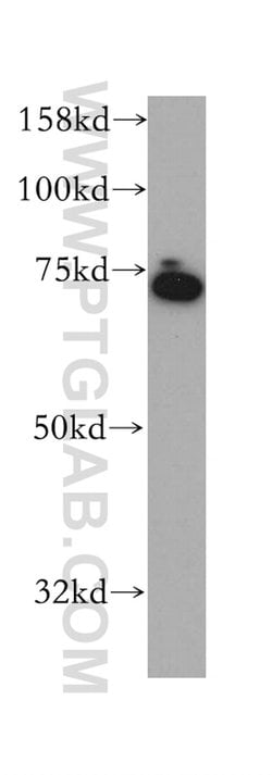 KCNS2 Rabbit anti-Human, Mouse, Rat, Polyclonal, Proteintech 150 &mu;L;