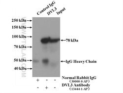 DVL3 Rabbit anti-Human, Polyclonal, Proteintech 150 μL; Unconjugated:Antibodies,