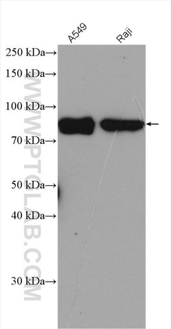 DVL3 Rabbit anti-Human, Polyclonal, Proteintech 150 μL; Unconjugated:Antibodies,