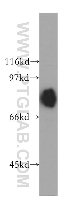 DVL3 Rabbit anti-Human, Polyclonal, Proteintech 150 μL; Unconjugated:Antibodies,