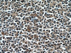GCET2 Rabbit anti-Human, Polyclonal, Proteintech 150 &mu;L; Unconjugated:Antibodies,