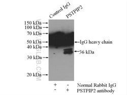 PSTPIP2 Rabbit anti-Human, Mouse, Rat, Polyclonal, Proteintech:Antibodies:Primary