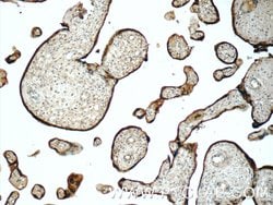 SIGLEC6 Rabbit anti-Human, Polyclonal, Proteintech 150 &mu;L; Unconjugated:Antibodies,
