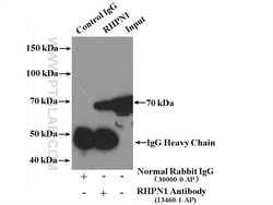 RHPN1 Rabbit anti-Human, Polyclonal, Proteintech:Antibodies:Primary Antibodies