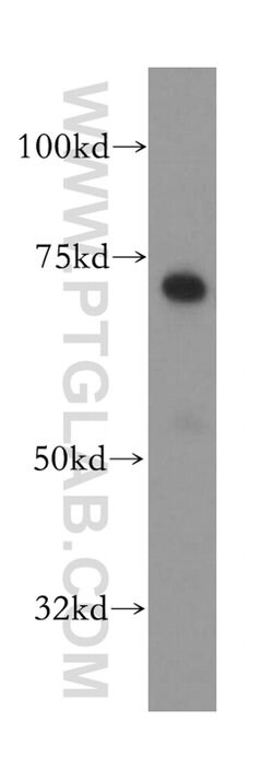 RHPN1 Rabbit anti-Human, Polyclonal, Proteintech:Antibodies:Primary Antibodies