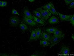 BPIL1 Rabbit anti-Human, Polyclonal, Proteintech:Antibodies:Primary Antibodies
