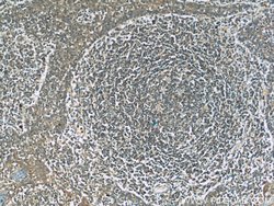 BPIL1 Rabbit anti-Human, Polyclonal, Proteintech:Antibodies:Primary Antibodies