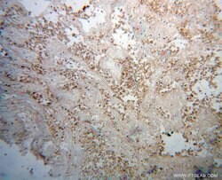 BPIL1 Rabbit anti-Human, Polyclonal, Proteintech:Antibodies:Primary Antibodies