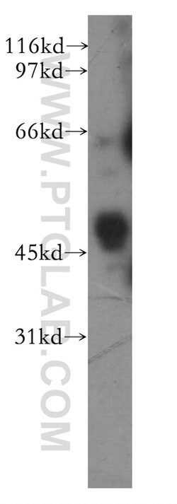 BPIL1 Rabbit anti-Human, Polyclonal, Proteintech:Antibodies:Primary Antibodies
