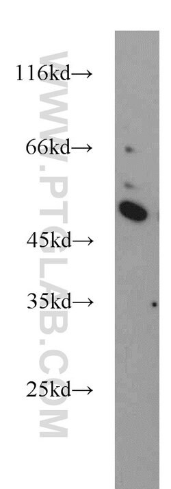 BPIL1 Rabbit anti-Human, Polyclonal, Proteintech:Antibodies:Primary Antibodies