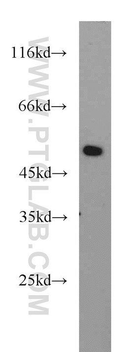 BPIL1 Rabbit anti-Human, Polyclonal, Proteintech:Antibodies:Primary Antibodies