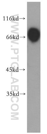 Thumbnail_PER1 Rabbit anti-Human, Mouse, Rat, Polyclonal, Proteintech 20 &mu;L; Unconjugated:Anticuerpos