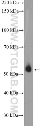 Thumbnail_PER1 Rabbit anti-Human, Mouse, Rat, Polyclonal, Proteintech 20 &mu;L; Unconjugated:Anticuerpos