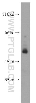 Thumbnail_PER1 Rabbit anti-Human, Mouse, Rat, Polyclonal, Proteintech 20 &mu;L; Unconjugated:Anticuerpos