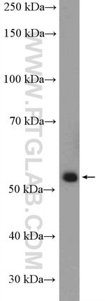 Thumbnail_PER1 Rabbit anti-Human, Mouse, Rat, Polyclonal, Proteintech 20 &mu;L; Unconjugated:Anticuerpos