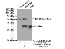 HIBADH Rabbit anti-Human, Mouse, Rat, Polyclonal, Proteintech 150 &mu;L;