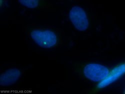 SDCCAG8 Rabbit anti-Canine, Human, Mouse, Rat, Zebrafish, Polyclonal, Proteintech:Antibodies:Primary