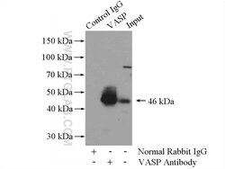 VASP Rabbit anti-Human, Mouse, Rat, Polyclonal, Proteintech 150 &mu;L;