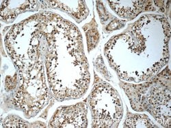 Cryptochrome 1 Rabbit anti-Human, Mouse, Rat, Polyclonal, Proteintech 150