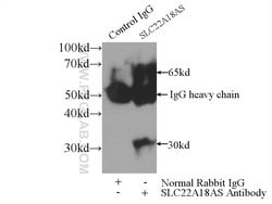 SLC22A18AS Rabbit anti-Human, Polyclonal, Proteintech 150 &mu;L; Unconjugated:Antibodies,