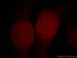 ALLC Rabbit anti-Human, Mouse, Rat, Polyclonal, Proteintech:Antibodies:Primary