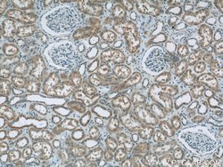 ALLC Rabbit anti-Human, Mouse, Rat, Polyclonal, Proteintech:Antibodies:Primary