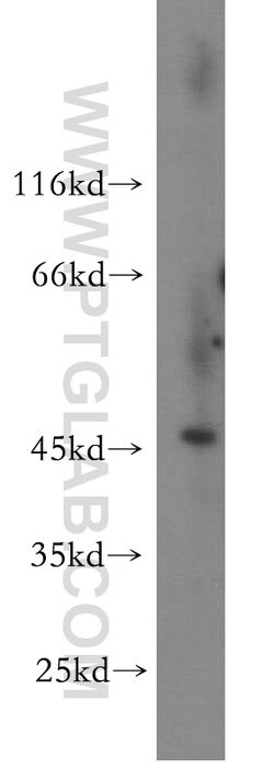 ALLC Rabbit anti-Human, Mouse, Rat, Polyclonal, Proteintech:Antibodies:Primary