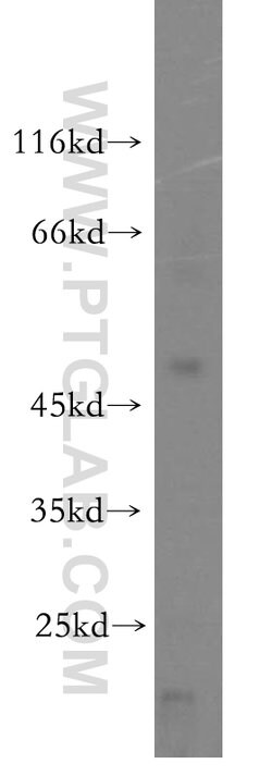 ALLC Rabbit anti-Human, Mouse, Rat, Polyclonal, Proteintech:Antibodies:Primary