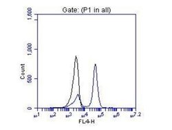 OTX2 Rabbit anti-Human, Mouse, Rat, Polyclonal, Proteintech 150 &mu;L;