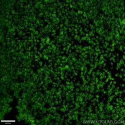 OTX2 Rabbit anti-Human, Mouse, Rat, Polyclonal, Proteintech 150 &mu;L;