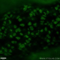 OTX2 Rabbit anti-Human, Mouse, Rat, Polyclonal, Proteintech 150 &mu;L;