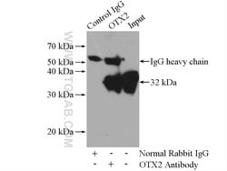 OTX2 Rabbit anti-Human, Mouse, Rat, Polyclonal, Proteintech 150 &mu;L;