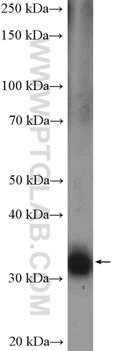 OTX2 Rabbit anti-Human, Mouse, Rat, Polyclonal, Proteintech 150 &mu;L;
