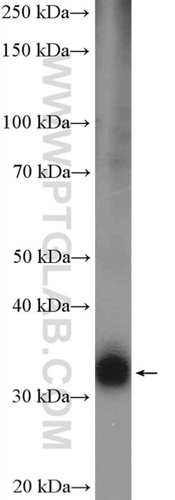 OTX2 Rabbit anti-Human, Mouse, Rat, Polyclonal, Proteintech 150 &mu;L;