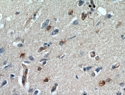GPX7 Rabbit anti-Human, Polyclonal, Proteintech:Antibodies:Primary Antibodies