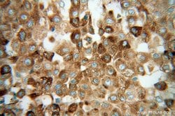 GPX7 Rabbit anti-Human, Polyclonal, Proteintech:Antibodies:Primary Antibodies