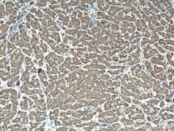 GPX7 Rabbit anti-Human, Polyclonal, Proteintech:Antibodies:Primary Antibodies