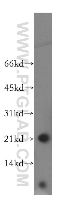 GPX7 Rabbit anti-Human, Polyclonal, Proteintech:Antibodies:Primary Antibodies