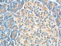 USP46 Rabbit anti-Human, Mouse, Rat, Polyclonal, Proteintech:Antibodies:Primary