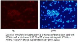 REX1 Rabbit anti-Human, Mouse, Rat, Polyclonal, Proteintech 150 &mu;L;