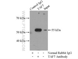 TAF7 Rabbit anti-Human, Mouse, Rat, Polyclonal, Proteintech:Antibodies:Primary
