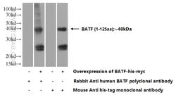 BATF Rabbit anti-Human, Mouse, Rat, Polyclonal, Proteintech:Antibodies:Primary