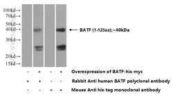 BATF Rabbit anti-Human, Mouse, Rat, Polyclonal, Proteintech:Antibodies:Primary