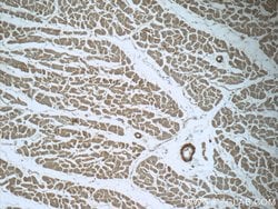 MTPN Rabbit anti-Human, Mouse, Rat, Polyclonal, Proteintech 150 &mu;L;
