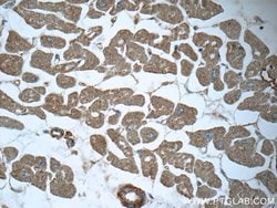 MTPN Rabbit anti-Human, Mouse, Rat, Polyclonal, Proteintech 150 &mu;L;