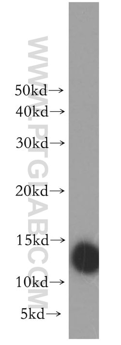 MTPN Rabbit anti-Human, Mouse, Rat, Polyclonal, Proteintech 150 &mu;L;