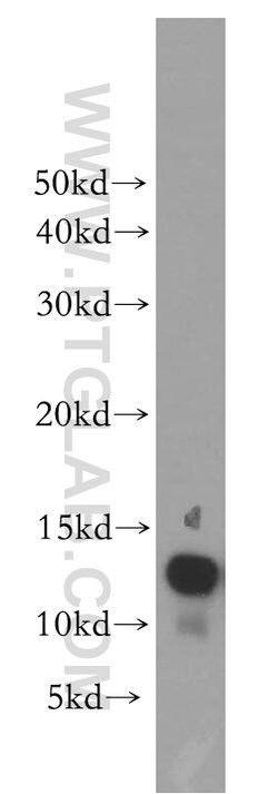 MTPN Rabbit anti-Human, Mouse, Rat, Polyclonal, Proteintech 150 &mu;L;