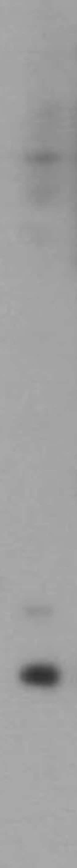 MTPN Rabbit anti-Human, Mouse, Rat, Polyclonal, Proteintech 150 &mu;L;