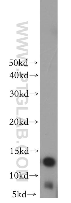 MTPN Rabbit anti-Human, Mouse, Rat, Polyclonal, Proteintech 150 &mu;L;